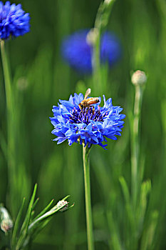 蓝花矢车菊,矢车菊