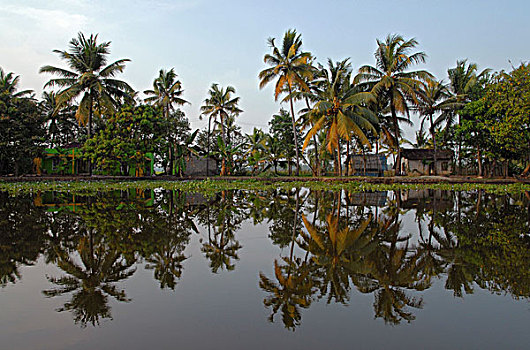 棕榈树,反射,死水,靠近,喀拉拉,印度,亚洲