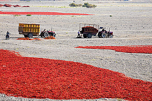 乌鲁木齐往霍尔果斯高速公路边的辣椒晾晒场,新疆乌鲁木齐