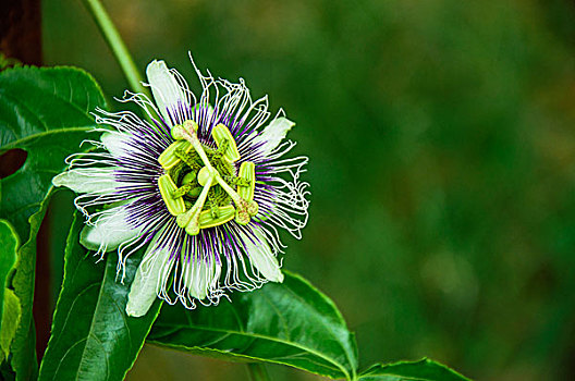 百香果花近摄