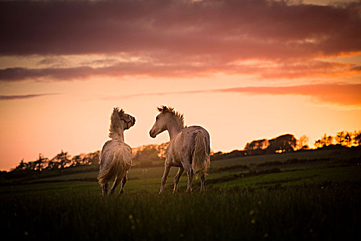 两个,白色,马,跑,地点,日落,杜林,爱尔兰