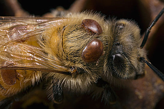 蜜蜂,意大利蜂,螨虫,害虫,全球