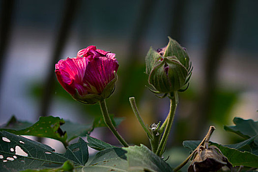 美丽的芙蓉花,木芙蓉,拒霜花,木莲,地芙蓉,华木