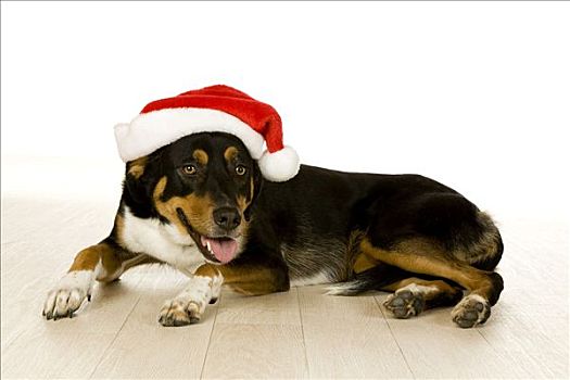 杂交狗,戴着,圣诞帽