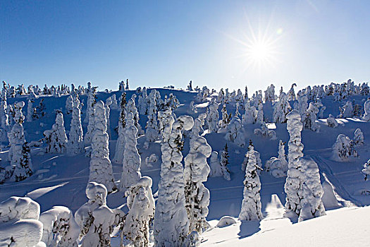 积雪,云杉,滑雪,区域,拉普兰,芬兰