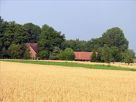 燕麦,地点,农场