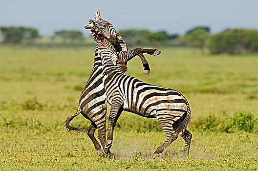 斑马,马,种马,争斗,塞伦盖蒂国家公园,坦桑尼亚