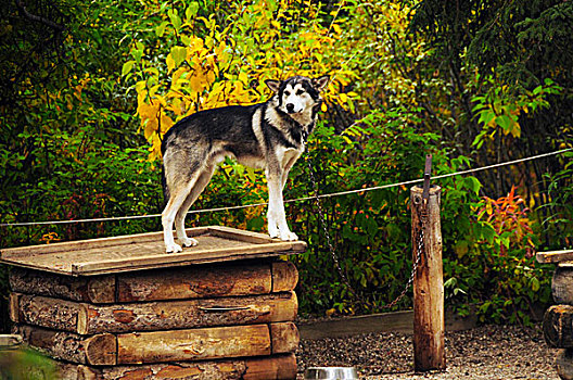 阿拉斯加,哈士奇犬,德纳里峰国家公园,美国