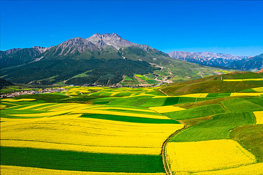 青海省祁连县卓尔山景区牛心山下的油菜花田