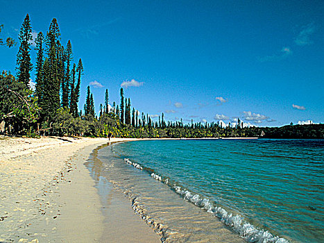 新加勒多尼亚,松树,岛屿,海滩