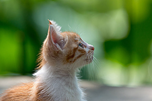 流浪小猫