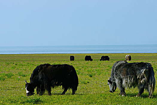 青海湖湖边的牦牛