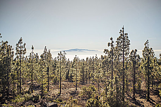 山,背景,特内里费岛,加纳利群岛,西班牙