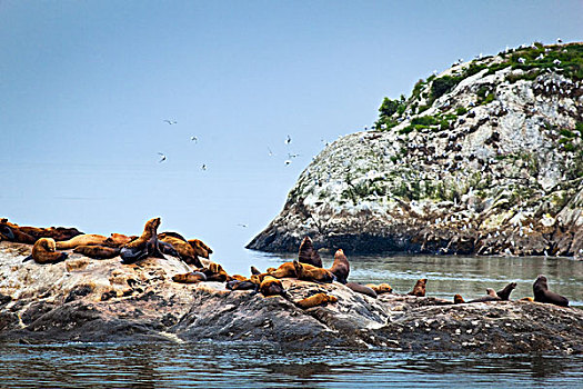 海狮,休息,石头,南,大理石,岛屿,冰河湾国家公园,保存,东南阿拉斯加,夏天