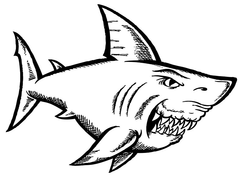 画鲨鱼大白鲨凶猛图片