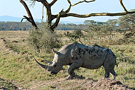 白犀牛,纳库鲁湖国家公园,肯尼亚,非洲