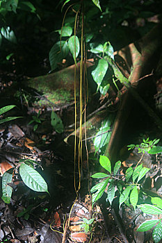 马来西亚沙捞越州沙捞越,穆鲁山国家公园热带雨林中树木的气根