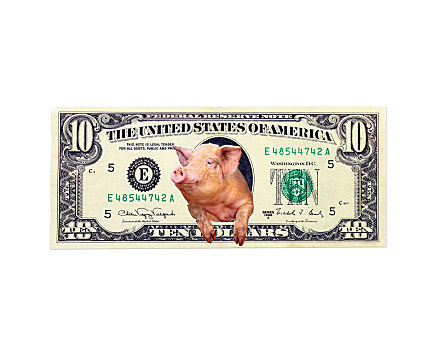 猪,看,室外,10美元,钞票,美洲,总统,隔绝