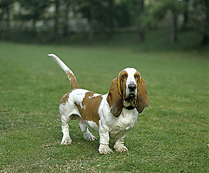 雄性,巴塞特猎犬,狗,站立,草坪