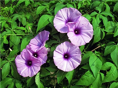 紫色,旋花,花