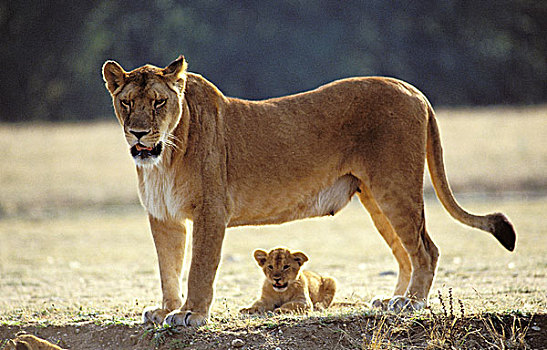 非洲狮,狮子,雌性,幼兽