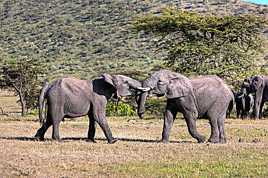 非洲,灌木,大象,非洲象,两个,幼兽,雄性动物,争斗,马赛马拉国家保护区,肯尼亚,东非