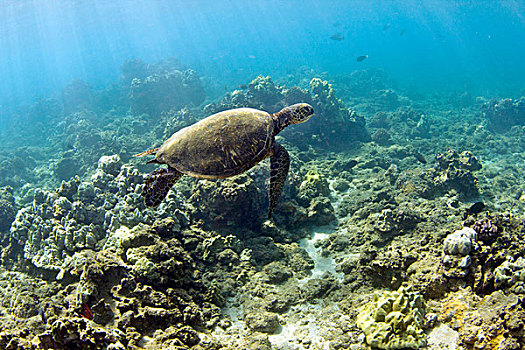 绿海龟,龟类,海滩,毛伊岛,夏威夷,美国