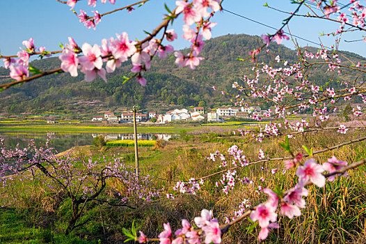 湖北大冶沼山森林公园春季风光