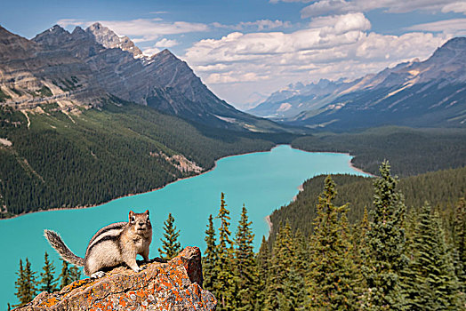 地松鼠,正面,佩多湖,班芙国家公园,加拿大,落基山脉,艾伯塔省,北美