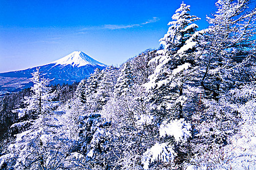 霜,遮盖,树,山,富士山
