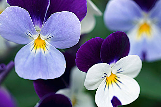 淡蓝色,紫色,堇菜属,花园