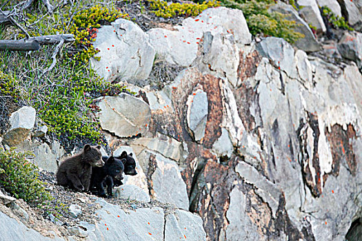 黑熊,美洲黑熊,幼兽,碧玉国家公园,艾伯塔省,加拿大