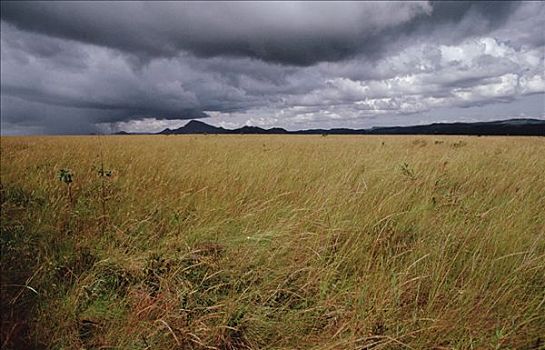 草原,季节,风暴,巴西