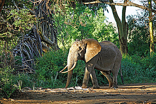 非洲,灌木,大象,非洲象,西察沃国家公园,肯尼亚