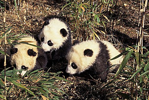 三个,熊猫,玩,竹子,灌木,卧龙,四川,中国