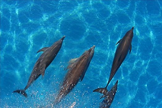 加勒比海,巴哈马,堤岸,大西洋瓶鼻海豚,互动,大西洋点斑原海豚