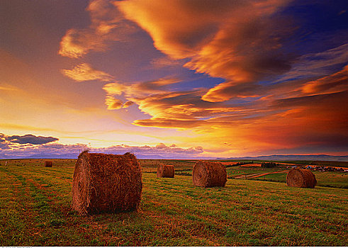 干草包,地点,日落,艾伯塔省,加拿大