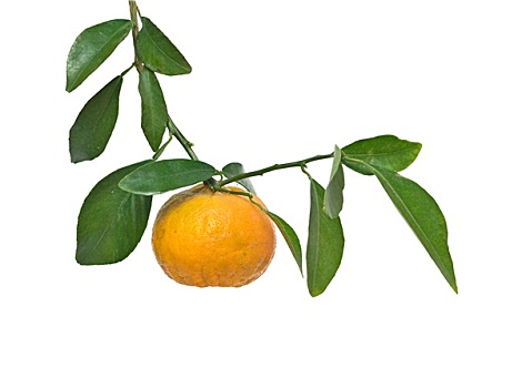 柑橘,枝头,隔绝,白色背景,背景