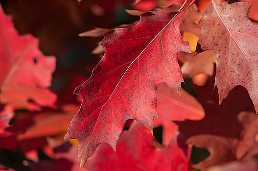 红色,秋叶,北方红栎,冠军,橡树