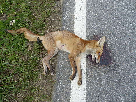 道路,杀死,狐狸,侧面