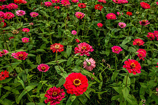 百日菊,硫华菊－花海