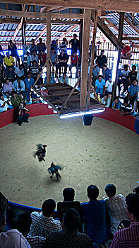 争斗,泰国,一月,2007年