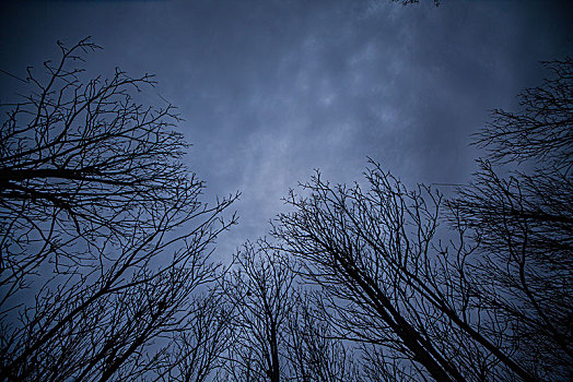 阴森恐怖树冠树枝阴霾天空