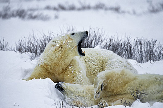 加拿大,曼尼托巴,北极熊,雄性,打斗,打闹