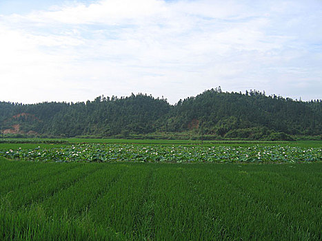 建宁县建莲莲花