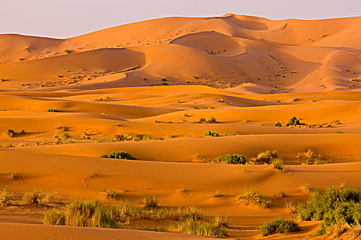 风景,沙漠,沙子,沙丘,湿,冬天,高,靠近,梅如卡,撒哈拉沙漠,摩洛哥,非洲
