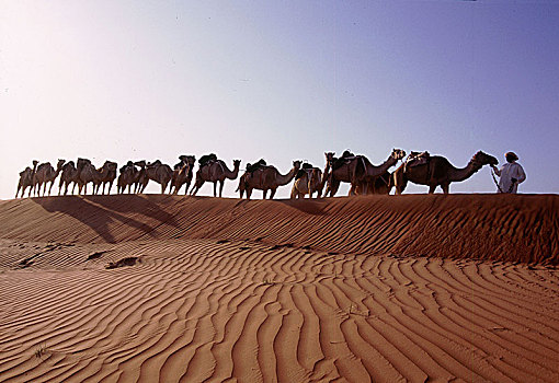 驼队,沙丘,沙漠