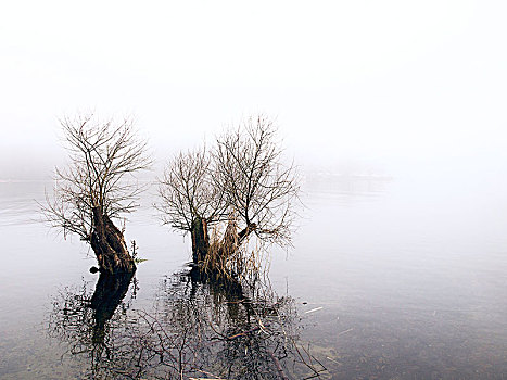 湖岸,秋天,雾