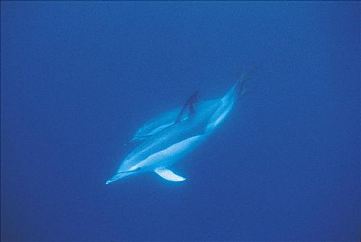 常见海豚,真海豚,海洋生物,哺乳动物,亚速尔群岛,大西洋,水下,葡萄牙,动物