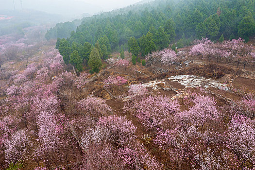 航拍济南佛慧山下的桃花